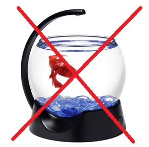 betta fish bowl