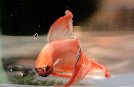 Betta Fish Life Span? How Long Do they Live