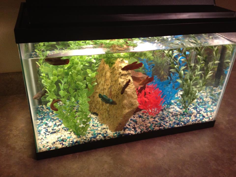 Betta fish in one tank best sale