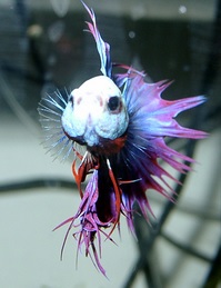 angry betta