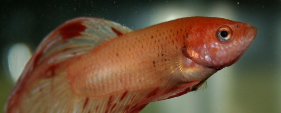 red betta