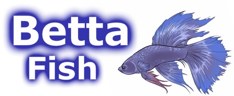 Betta Fish Names? Male, Female, Blue, Funny & Clever