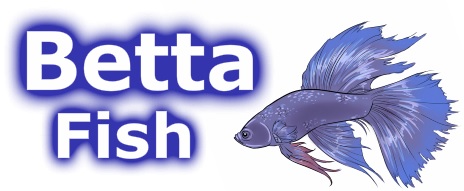 Betta Fish Supplies List: 16 Items You Need for a New Betta Setup